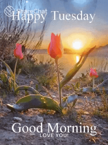 Happy Tuesday Flowers GIF