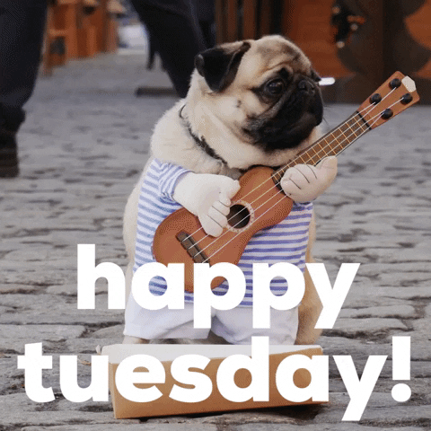 Happy Tuesday Pug Dog Costume GIF