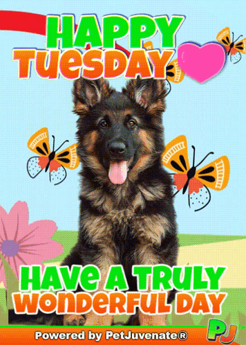 Happy Tuesday With German Shepherd Puppy