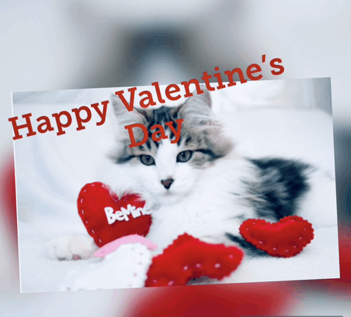 Happy Valentines Day Son Cat Gift GIF