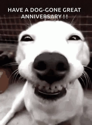 Happy Wedding Anniversary Funny Grinning Dog GIF