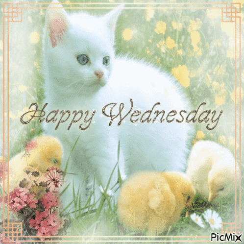 Happy Wednesday White Kitten and Chicks