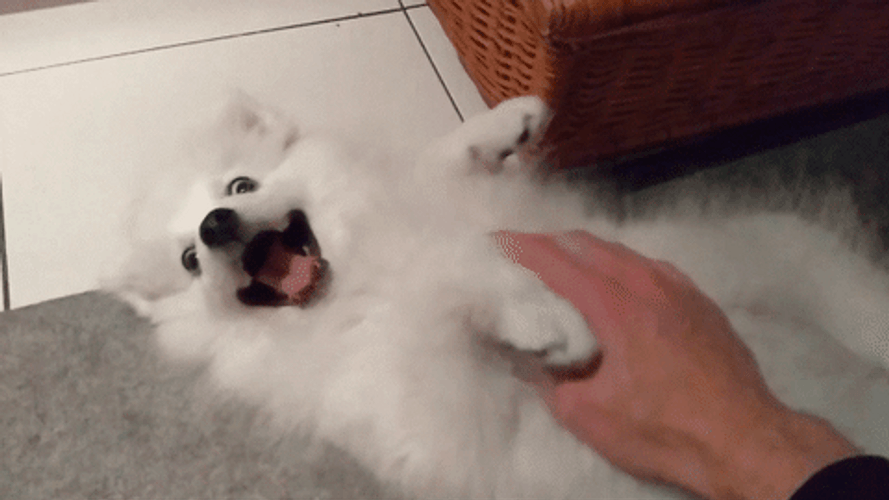 Happy White Dog Rub Belly GIF