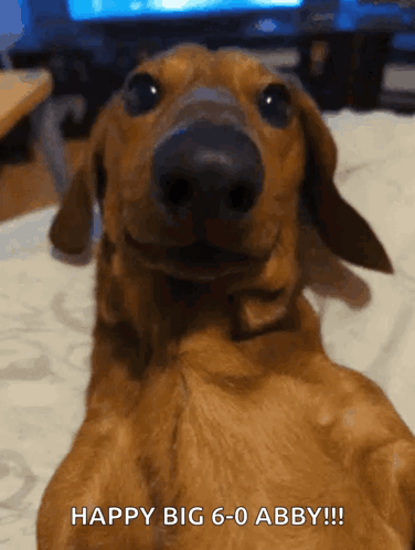 Happy Wiener Dog Abby GIF