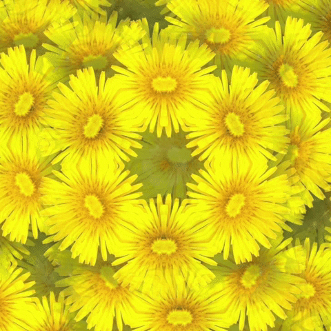 Happy Wild Sunflowers Kaleidoscope GIF