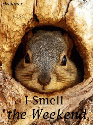 Happy Winter Saturday I Smell The Weekend GIF