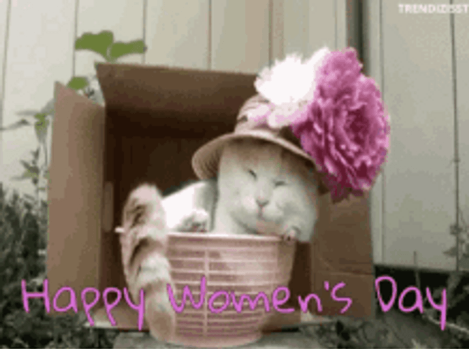Happy Womens Day Cute Cat GIF