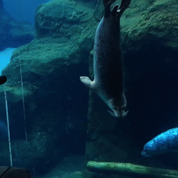 Harbor Seal Funny Animal GIF