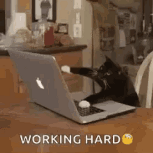 Hard Working Cat Typing GIF