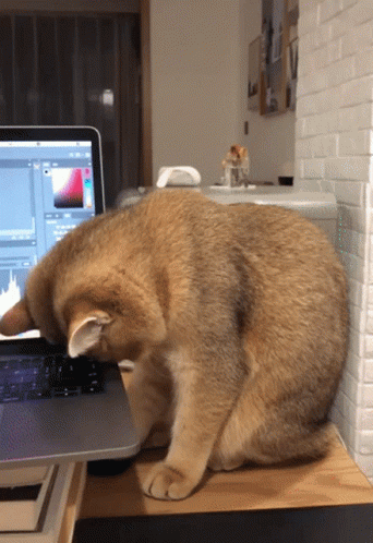 Hardworking Sleepy Cat GIF