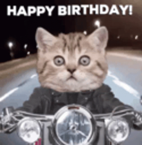 Harley Davidson Happy Birthday Kitty Ride GIF