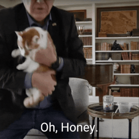 Harris Walz Carries Cat Oh Honey GIF
