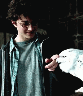 Harry Potter And Hedwig GIF