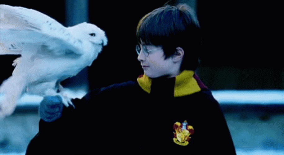 Harry Potter Hedwig Owl GIF