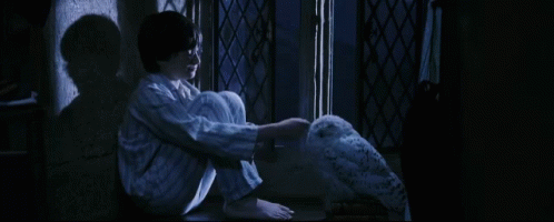 Harry Potter Petting Hedwig GIF