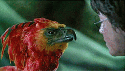 Harry Potter With Phoenix GIF