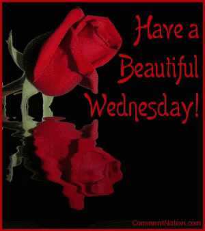 Have A Beautiful Wonderful Wednesday Red Roses GIF