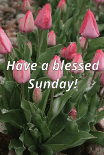 Have A Blessed Sunday Pink Tulips GIF