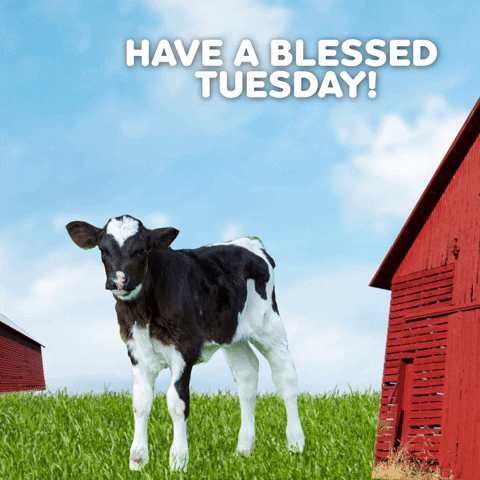 Have A Blessed Tuesday Cows GIF