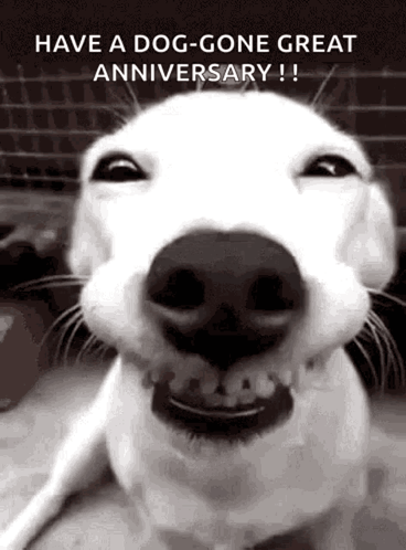 Have A Dog Gone Great Work Anniversary Meme GIF
