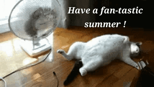 Have A Fantastic Summer Time GIF