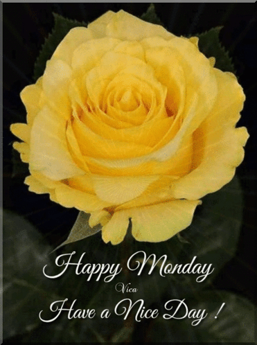 Have A Good Monday Yellow Flower Bloom GIF
