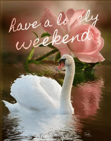 Have A Good Weekend Elegant Swan GIF