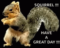 Have A Great Day Squirrel Meme GIF