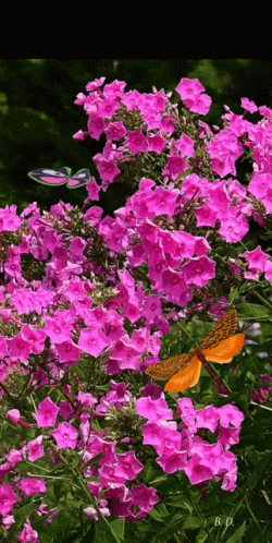Have A Great Evening Flower Butterfly GIF