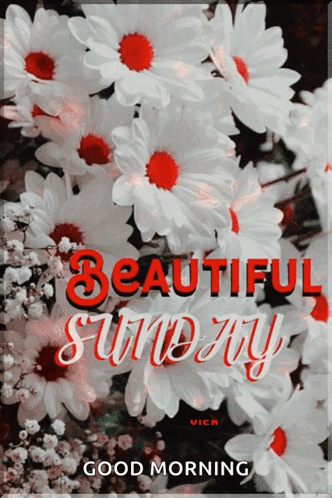 Have A Great Sunday White Pretty Flower GIF