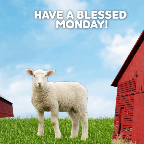Have A Monday Blessings Sheeps GIF