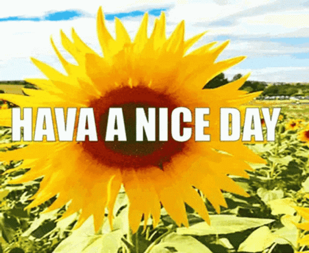 Have A Nice Day Sunflower Field GIF 