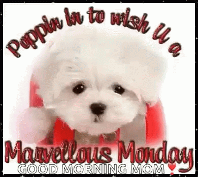 Have A Wonderful And Marvelous Monday GIF