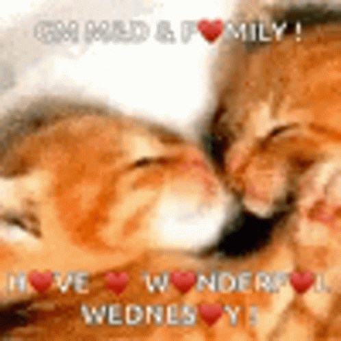 Have A Wonderful Wednesday Two Orange Cats GIF