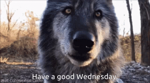 Have A Wonderful Wednesday With Wolves GIF