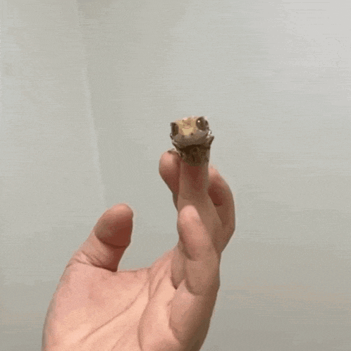 Have At Thee Lizard Gif GIF
