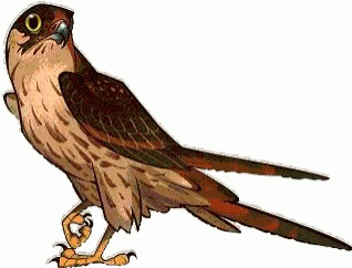 Artistic Hawk Blinking Art GIF