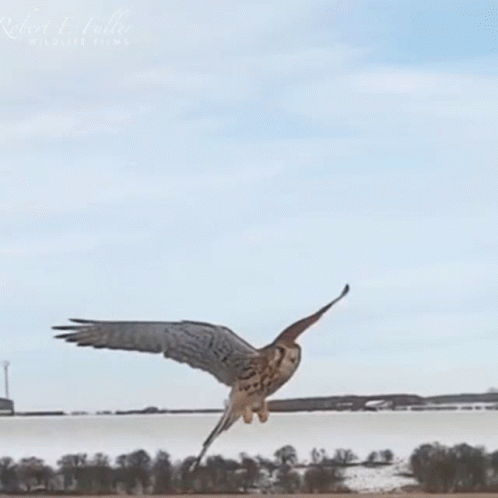 Majestic Hawk Flying GIF