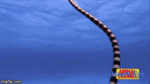 Hawk Eye Animal Channel Bird Flying