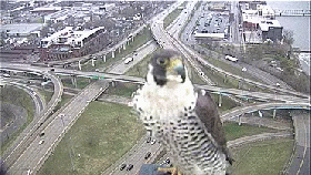 Hawk Flying City Scapes GIF