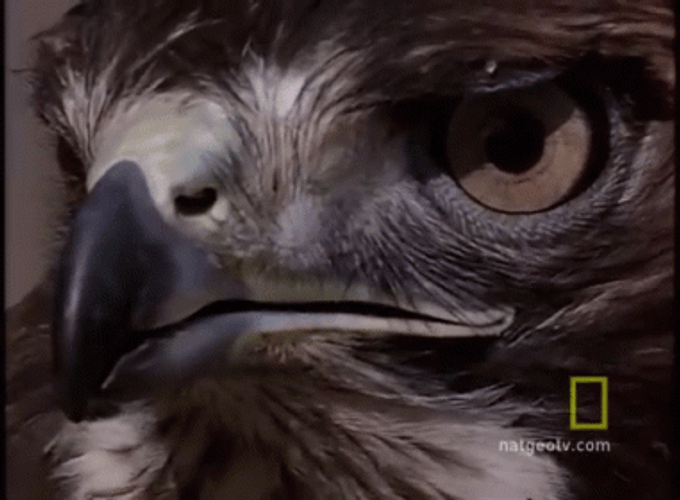Hawk GIF
