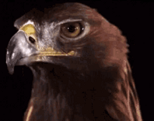 Hawk Looking Infront With Evil Stare GIF