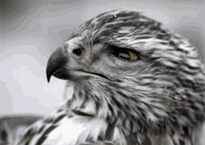 Hawk Looking Seriously GIF