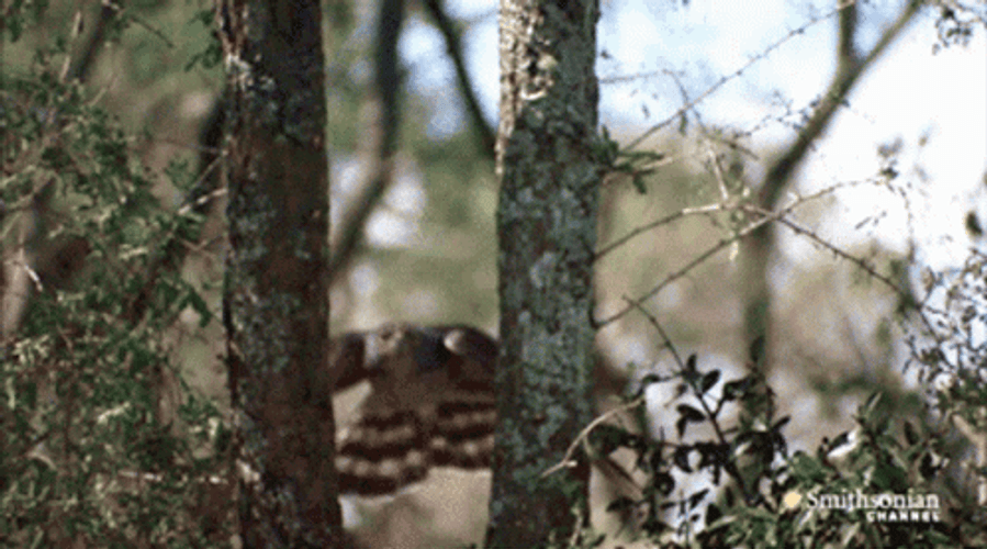 Hawk GIF