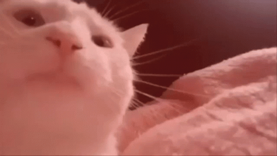 Head Banging Cat Vibing Colorful Lights GIF
