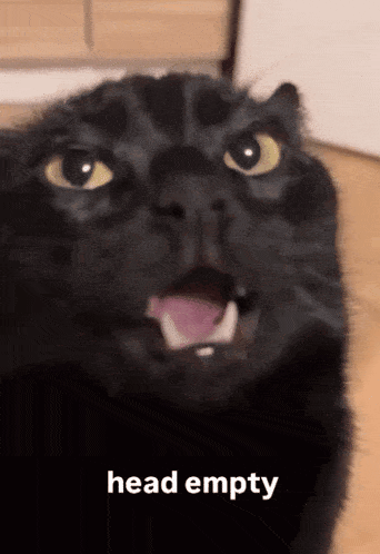 Head Empty Cat Gif GIF