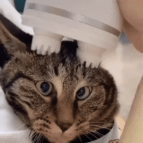 Head Massage Machine Cat GIF