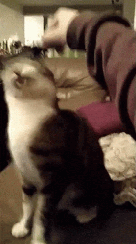 Head Scratchestrippy Cat GIF