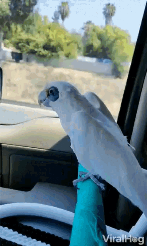 Head Wagging Party Parrot In The Bus GIF