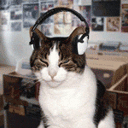 Headphones Cat Vibing GIF